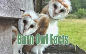 Facts About Barn Owls