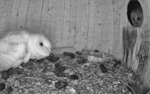 Tawny Chases Barn Owl