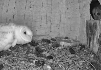 Tawny & Barn Owl Chase – Watch & See What Happens!