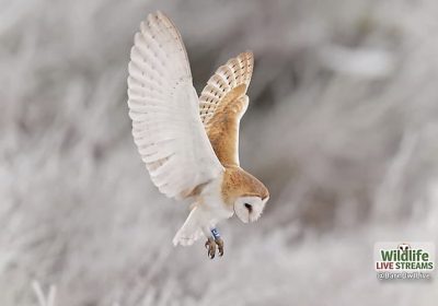 Free Barn Owl & Wildlife Screensavers