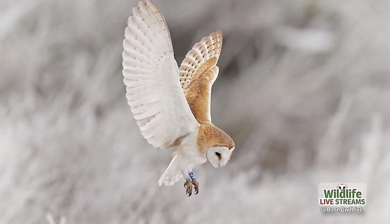 Free Barn Owl & Wildlife Screensavers