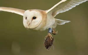 Barn Owl Hunting