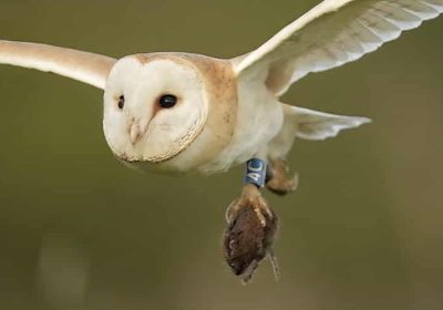 Barn Owl Hunting