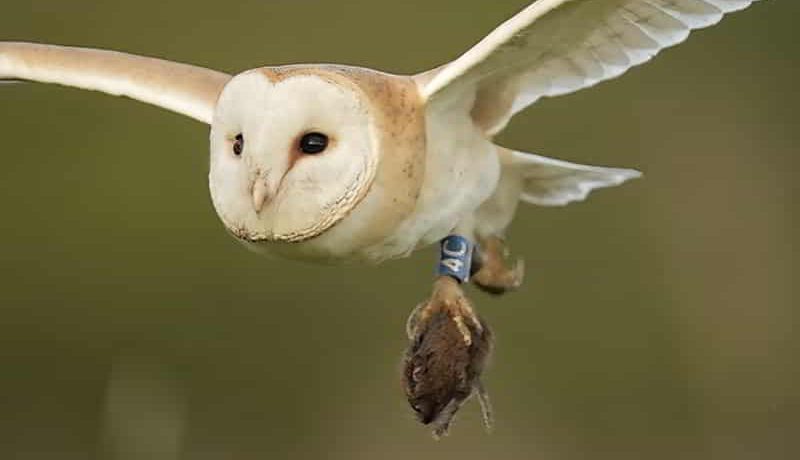 Barn Owl Hunting
