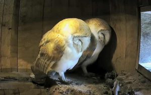 Roosting Barn Owls