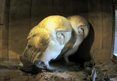 Barn Owl Roosting