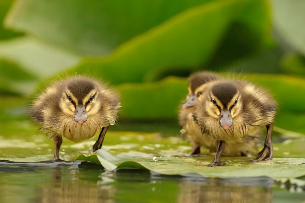 Free-Wildlife-Image-Duckling