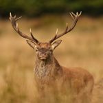 Free-Wildlife-Image-Stag