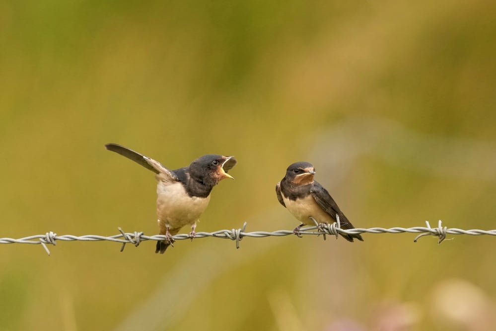 Free-Wildlife-Image-Swallow