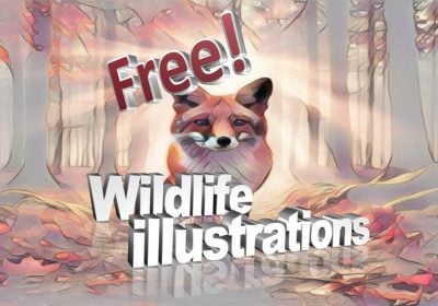 Free Wildlife Illustrations