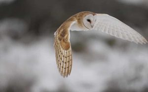 Barn Owl Has To Hunt In Snow