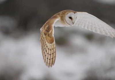“Buster” the Barn Owl hasn’t eaten for days, but the snow will not beat Buster!
