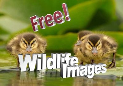 Free Wildlife Images