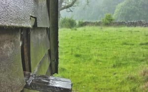 Barn Owl Hunts After Heavy Rain
