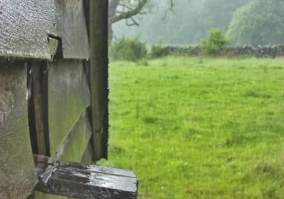 Barn owl needs to hunt after days of rain – Watch & See what happens!