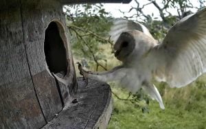 Barn Owl And Stock Dove