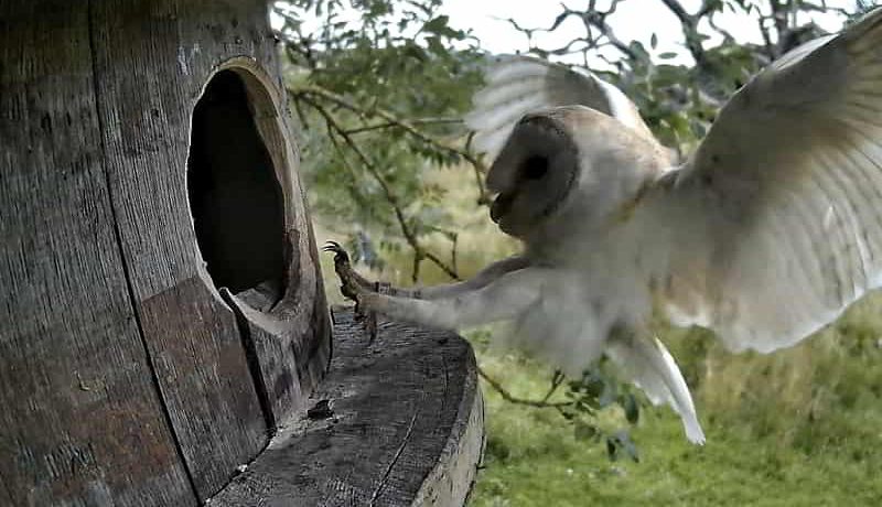 Barn Owl Vs Baby Pigeon – It’s incredible what happens & it’s not what you think!