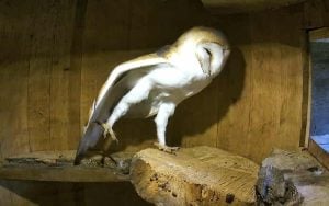Barn Owl Called Banjo Streching