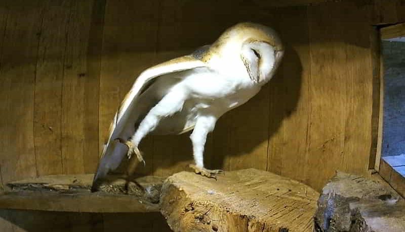 A barn owl called Banjo, stretching before he went hunting