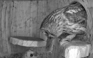 Tawny Feeding A Vole To The Other Tawny