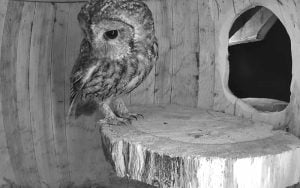Tawny Looking Around A Nest Box