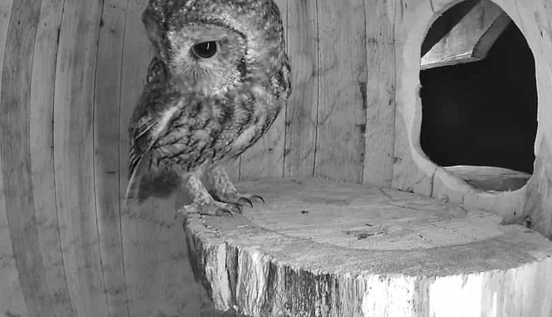 Tawny Owl Visiting a Barn Owl Box