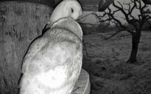 Two Barn Owls Kissing At Night