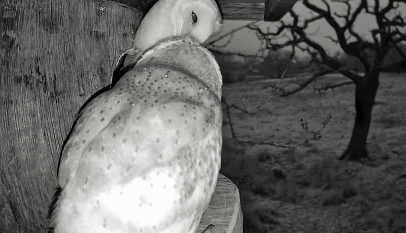 Barn Owls kissing, soon to lay eggs?