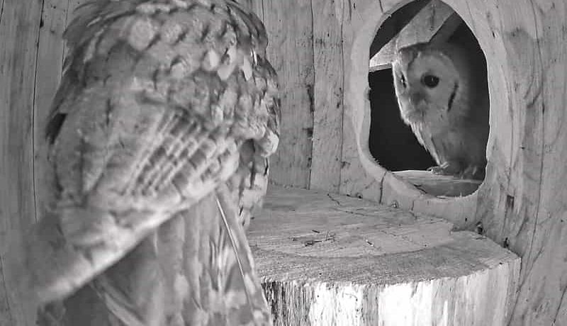 Two Tawny Owls checking out a nest box – is it for them ?