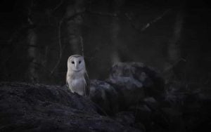 Are Barn Owls Nocturnal