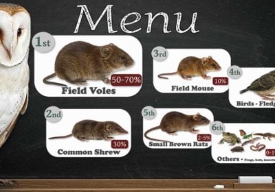 What do Barn Owls eat?