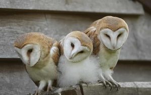 A Guide To Barn Owls