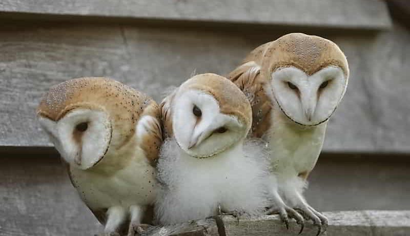 Comprehensive Guide to Barn Owls