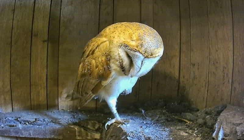 How to tell the sex of a Barn Owl