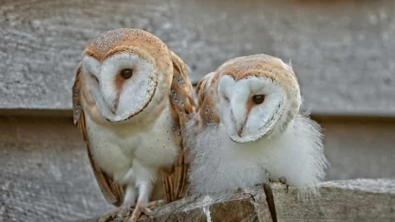 How to visually tell the sex of a male and female Barn Owl