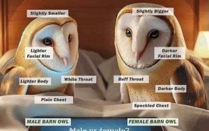 How To Tell Male And Female Barn Owls Apart Visually