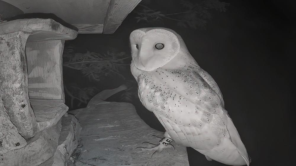 A young Barn Owl on a nest camera at night, showing a ring on its leg