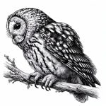 Wildlife illustration 132, free to download from BarnOwl.live