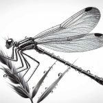 Wildlife illustration 20, free to download from BarnOwl.live