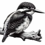 Wildlife illustration 48, free to download from BarnOwl.live