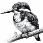 Wildlife illustration 8, free to download from BarnOwl.live