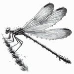 Wildlife illustration 9, free to download from BarnOwl.live