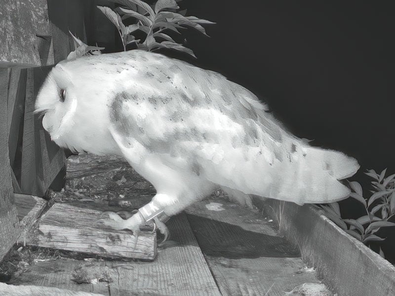 LK the Barn Owl peering into the entrance of Buster's nest box
