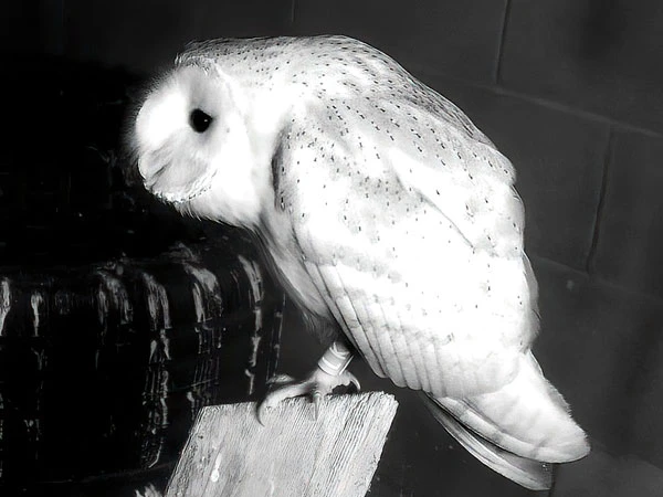 LK the Barn Owl standing on Buster's favourite hunting post at night
