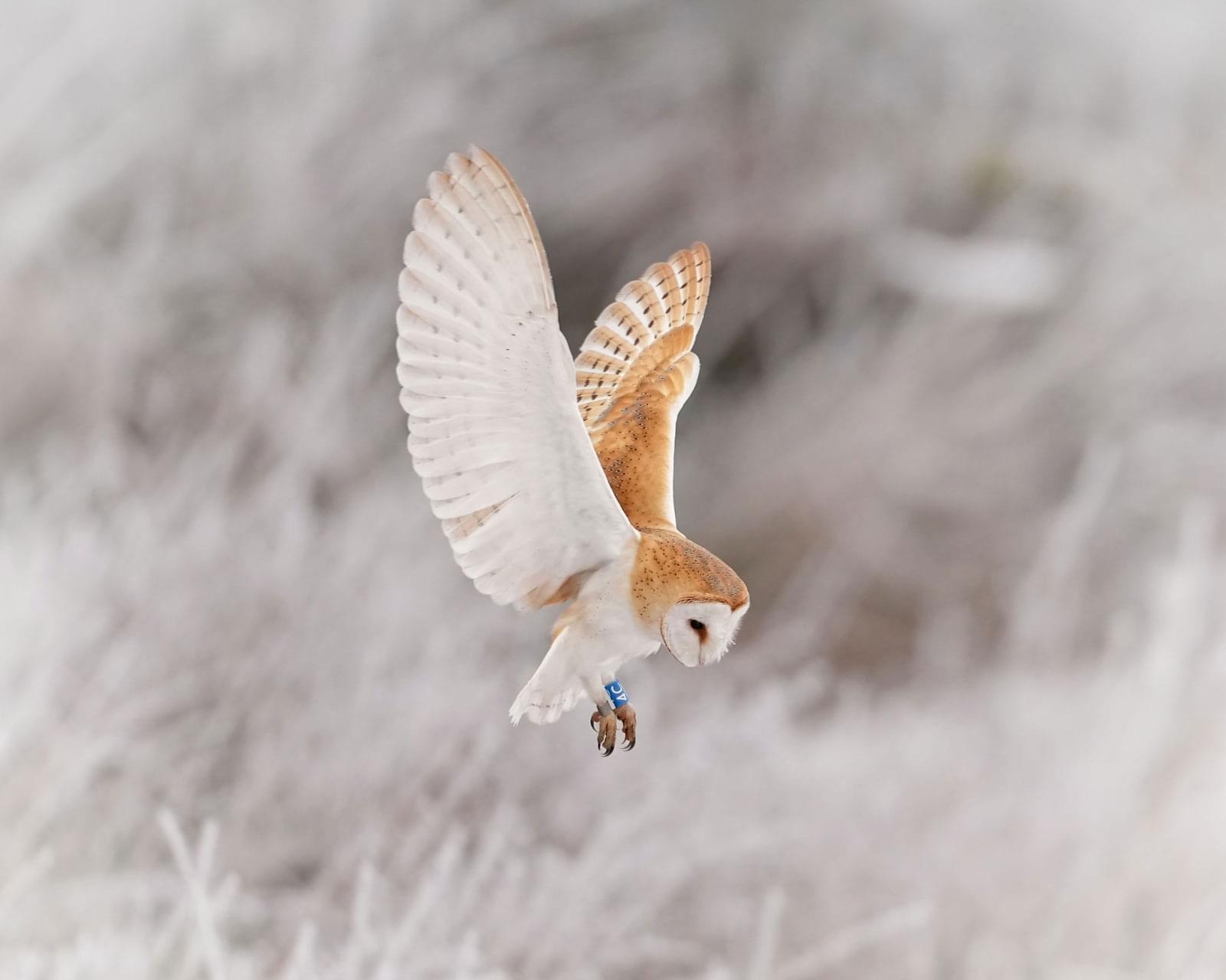 Mia the Barn Owl hunting low over a frosty, snow covered field