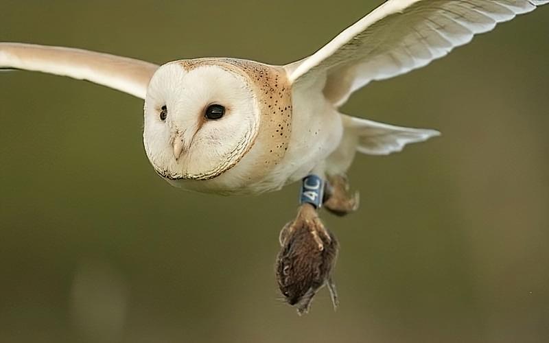 Mia the Barn Owl hunting close up, gripping a vole, with the blue 4C ring clearly visible on her leg