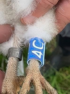 Mia as a chick, being held by a ringer with an orange identification bracelet visible on the ringer's wrist
