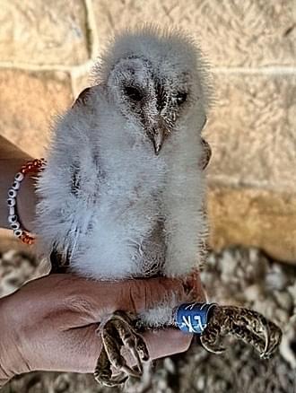 An owlet held by a ringer, wearing a blue colour ring reading LK
