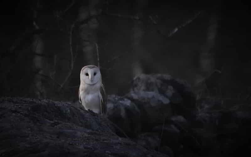 Barn Owl standing on a rock at night