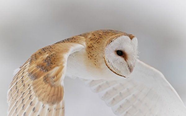 Barn Owl in flight with its head angled down, hunting over open ground